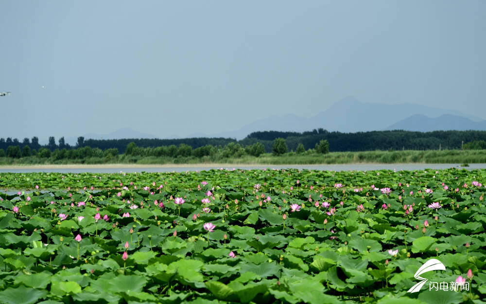 千67亩荷塘逐次开花济南白云湖荷香湖韵绘就生态美景