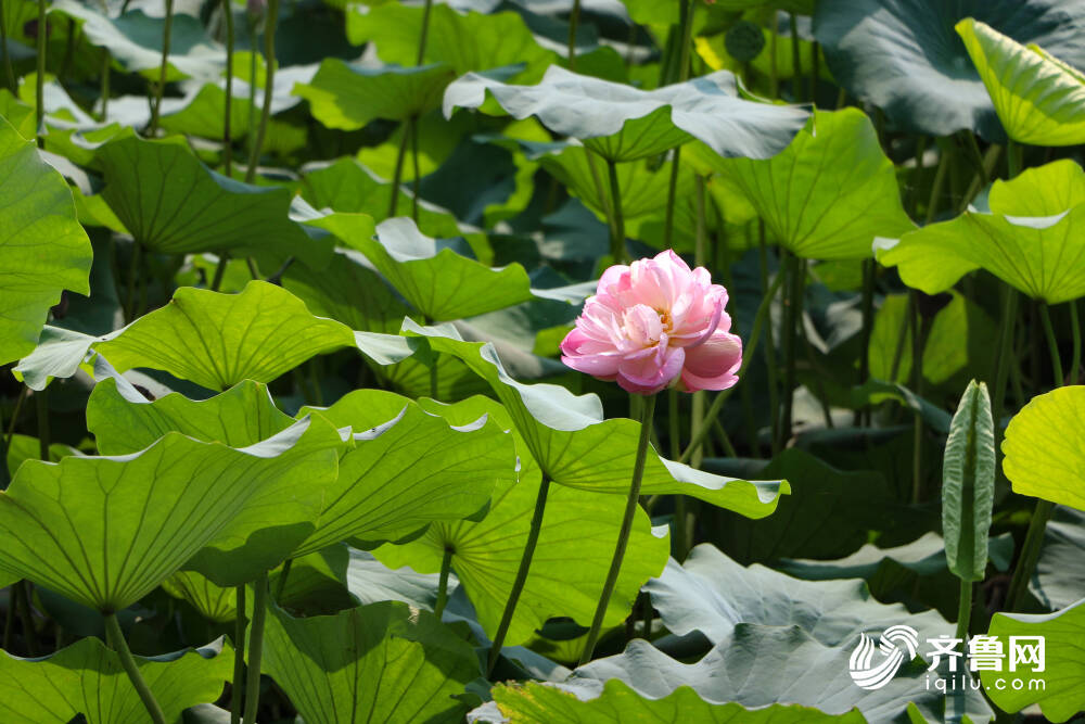 影像力 并蒂莲再现济南大明湖畔 护花使者 细心看守 齐鲁原创 山东新闻 新闻 齐鲁网