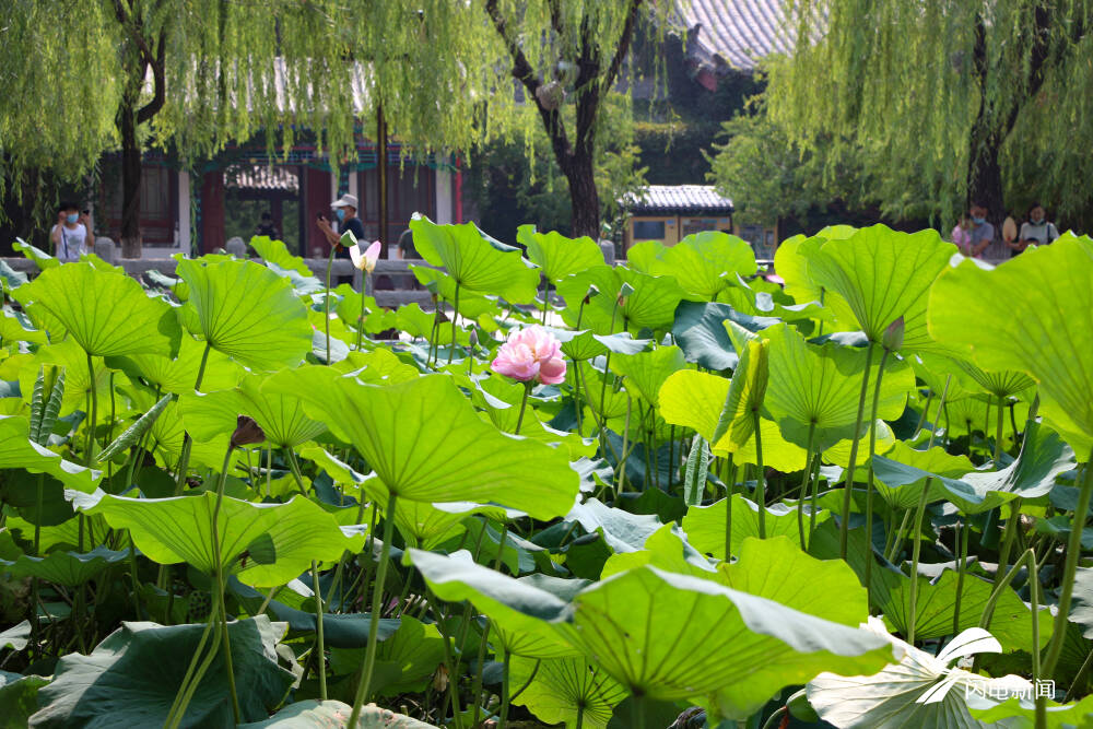 一本双花出碧泉 大明湖第二株并蒂莲吸睛