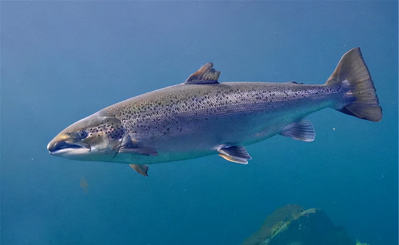 自贸东风助鱼苗游入深海