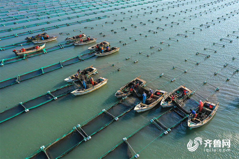 海上网箱养殖海参技术 外海网箱养殖海参苗利润