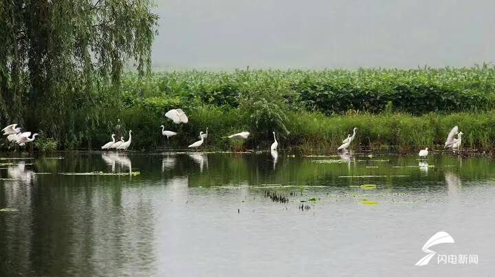 【千问千寻大运河】鱼鸭成群，白鹭齐飞！台儿庄运河湿地公园描绘绿色生态新画卷