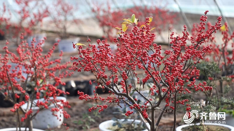 北美冬青在蕭瑟的冬季格外惹眼,遠遠望去,枝條上掛滿了一簇簇圓潤通紅