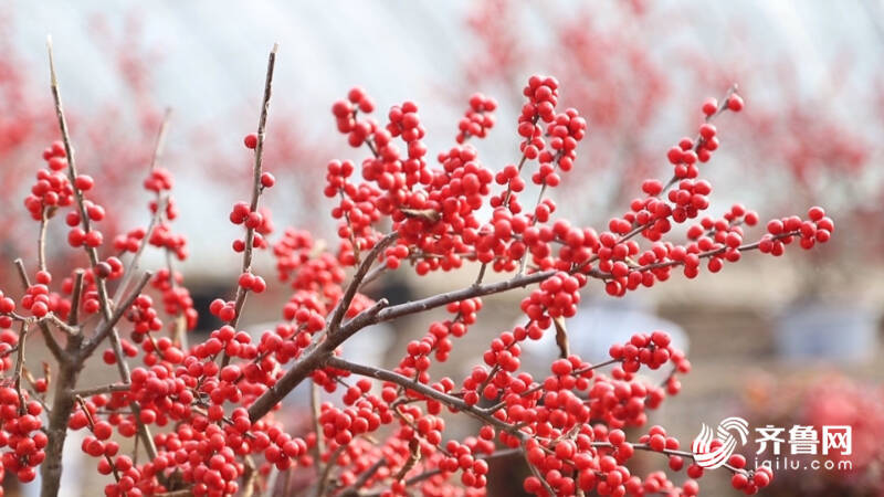 平原县北美冬青红似火为寒冷冬日增添一抹暖色