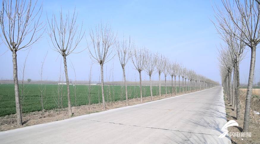 汶上全民植树造林掀高潮打造精品农田林网