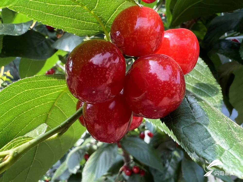 如约而至江北春果第一枝枣庄山亭火樱桃悄然红了