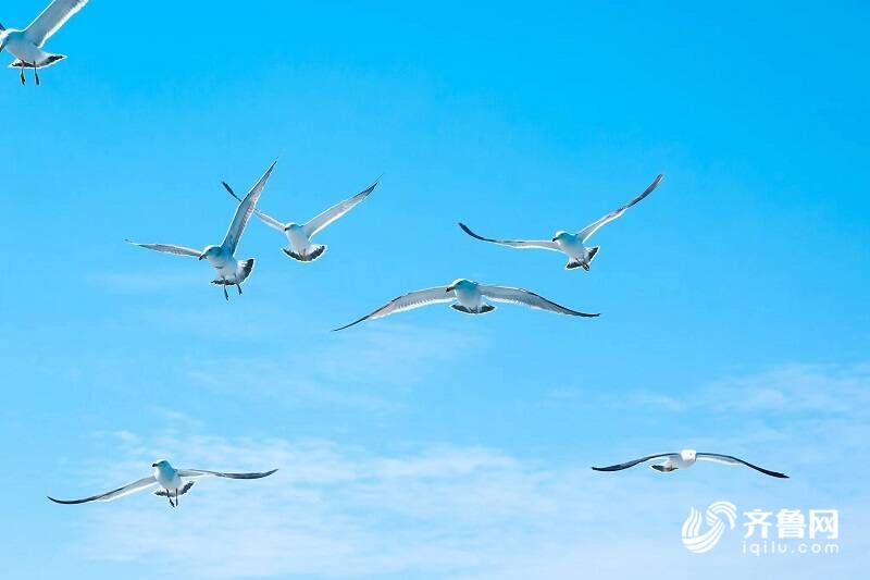 烟台最美海鸥季一起寻找春日的浪漫