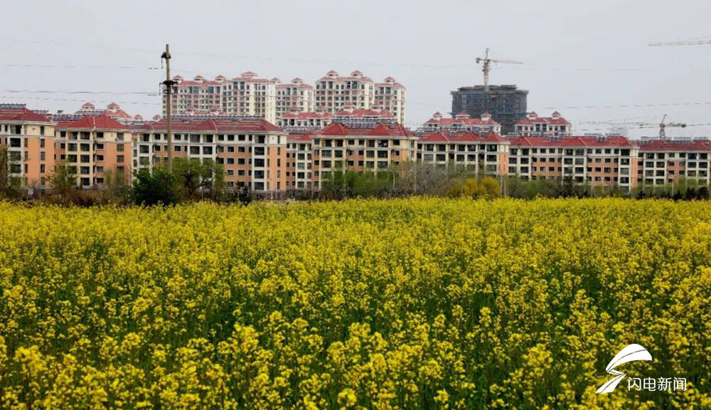 金灿灿油菜花点缀青山威海张村镇油菜花开美如画