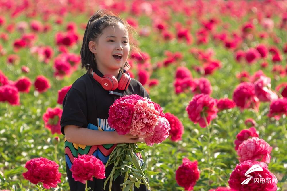菏泽成为全国最大芍药鲜切花生产基地产量占全国市场的50以上