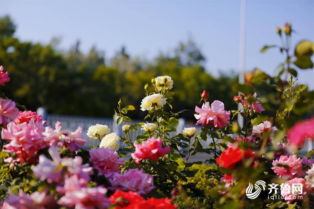一路芳菲花似锦来威海高新区共赴浪漫的玫瑰之约