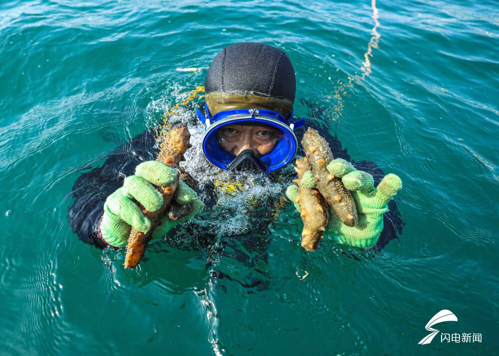 也是野生海参,鲍鱼,野生海胆等各种海珍品的收获期,捕捞野生海参已