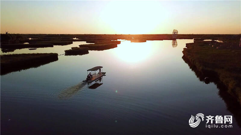 山东寿光:芦苇摇轻舟 林海寻秘境_潍坊民生_潍坊_齐鲁网