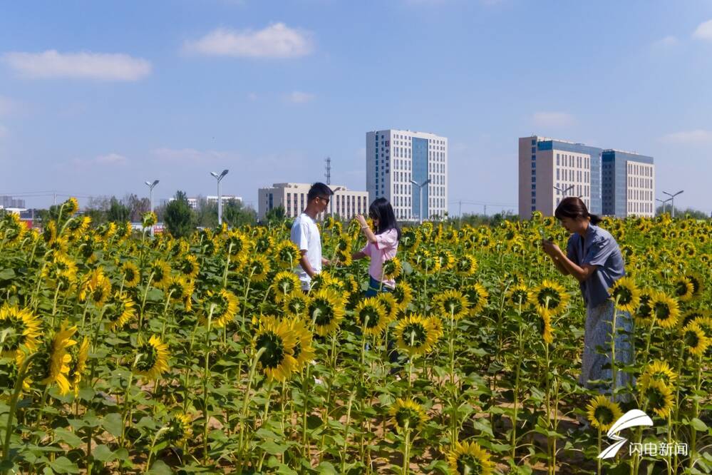 菏泽鲁西新区万福河畔百亩油葵花开 成网红打卡地