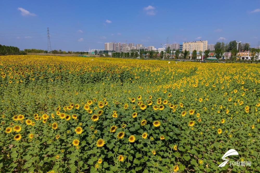 菏泽鲁西新区万福河畔百亩油葵花开 成网红打卡地