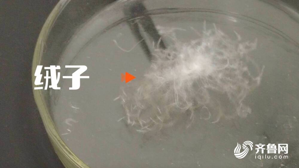 广东有哪些绒布布料超市 (广东有哪些绒花品牌)