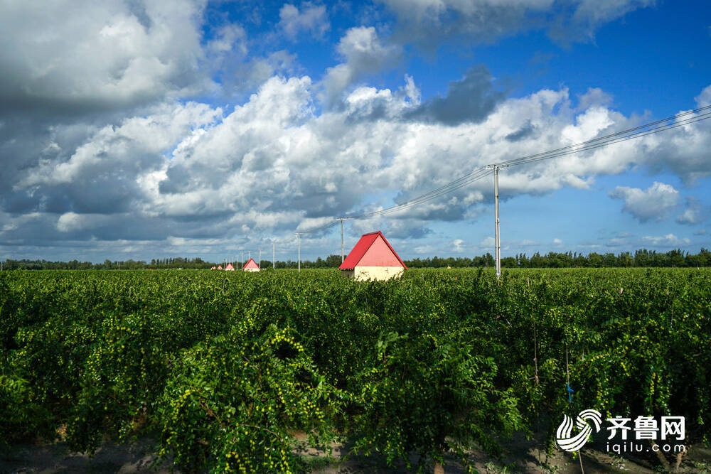 昌邑市卜庄镇加快建设农业强镇打造宜居宜业乡村