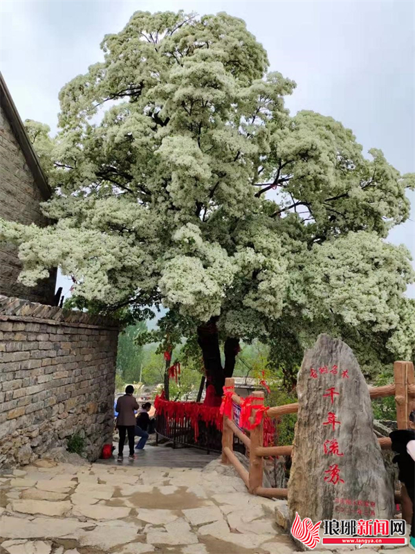 临沂费县马庄镇 流苏花开满致富路