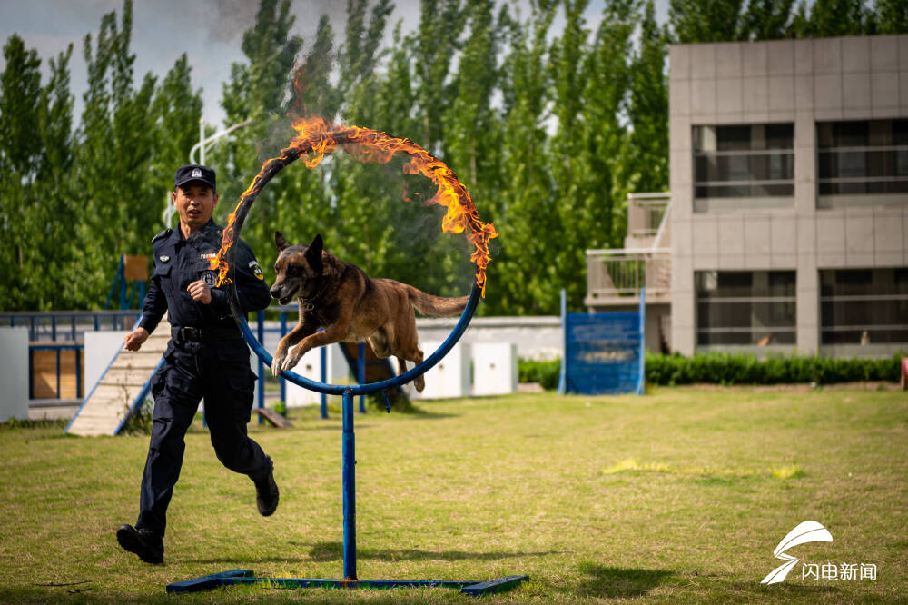 公安局警犬基地图片