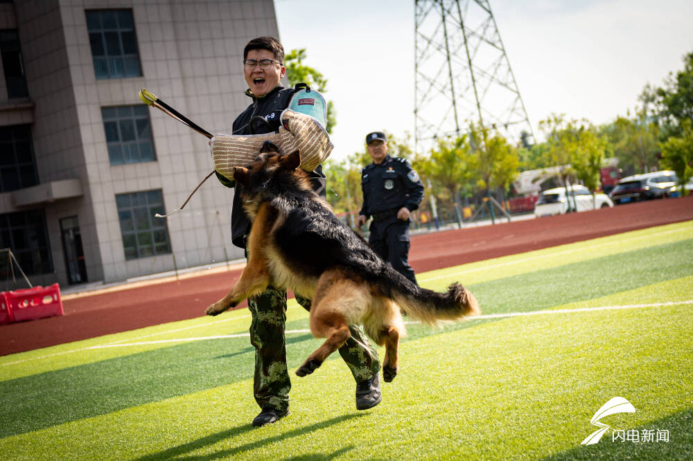 警犬出击枣庄市公安局警犬训练基地开展警犬实战训练