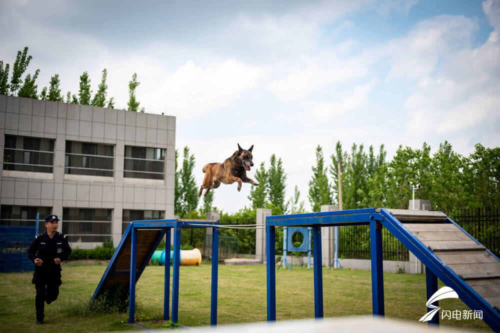 警犬出击枣庄市公安局警犬训练基地开展警犬实战训练