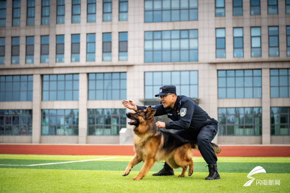 警犬出击枣庄市公安局警犬训练基地开展警犬实战训练