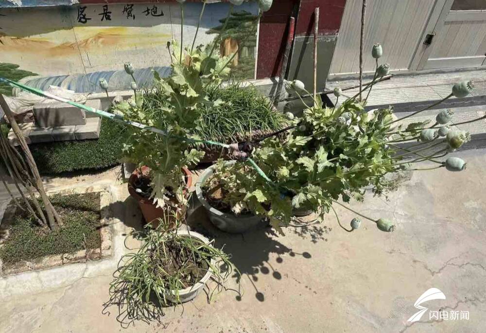罂粟治腿疼？济南一市民非法种植罂粟被处罚