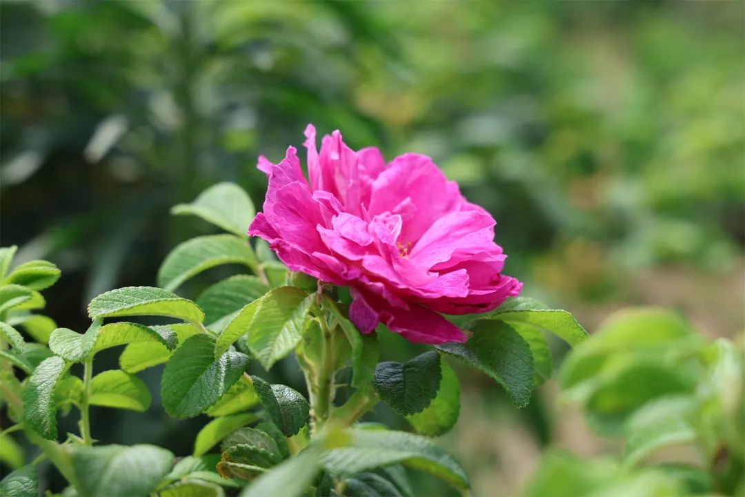 东平县：打造“花样”经济 玫瑰园开出“幸福花”