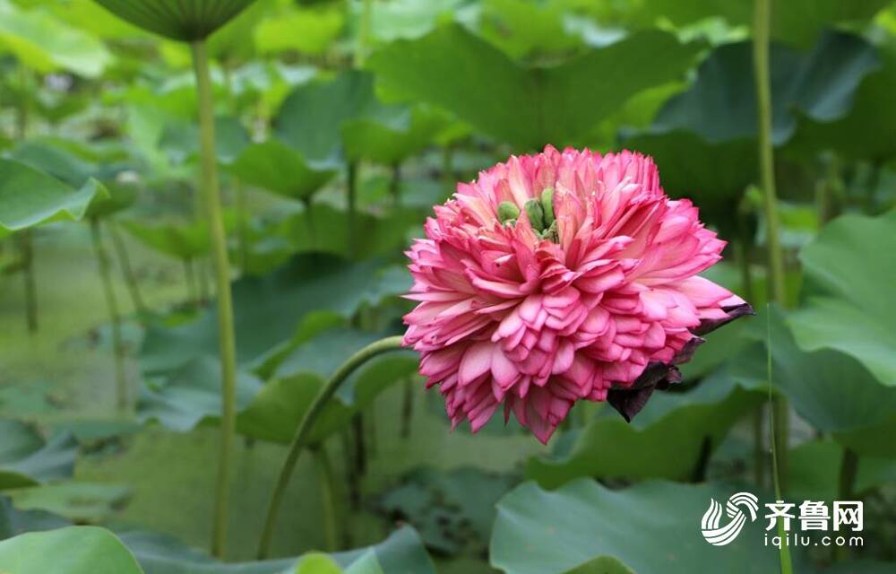 聊城自主培育的荷花惊艳亮相取名光岳楼花瓣有120多枚