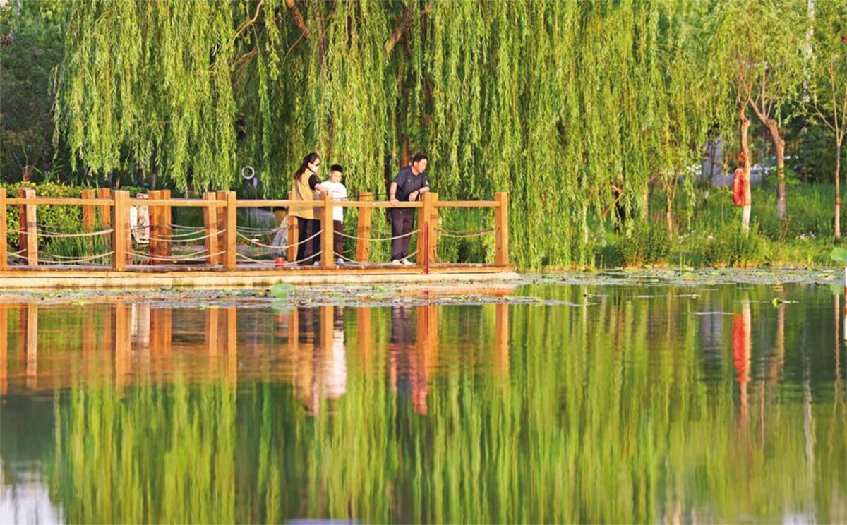 芦苇青青 鸟鸣啾啾 周公河湿地公园掠影_聊城要闻_聊城_齐鲁网
