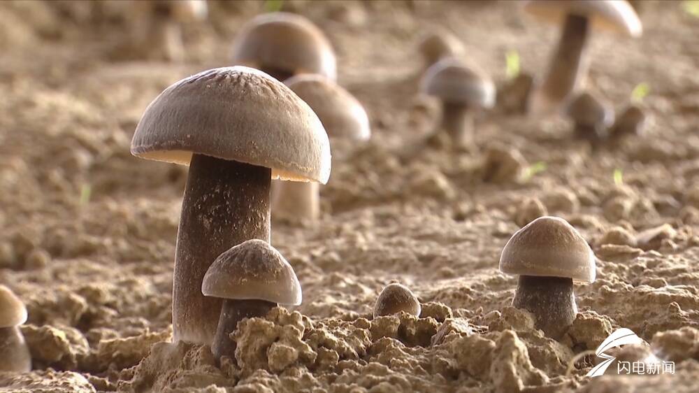 德州市陵城区生长周期快经济效益高草菇产业成增收致富新路径