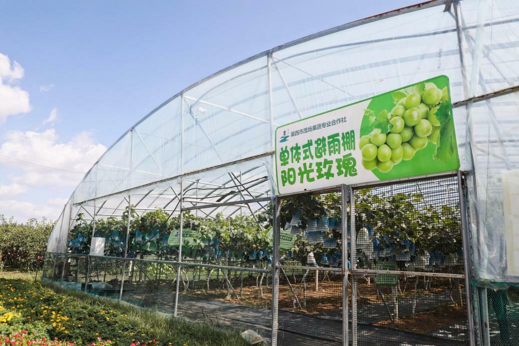 青岛：发展现代设施农业 田间尽显“科技范”