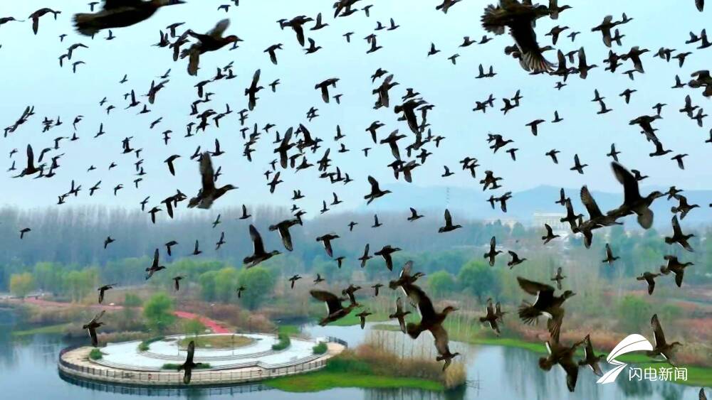 东平湖迎候鸟盛宴万鸟齐飞现鸟浪奇观