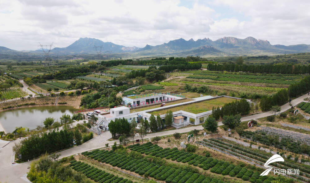 日照五莲做强茶薯经济赋能乡村产业兴旺