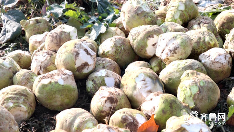 特色种植金疙瘩德州陵城区百亩芥菜疙瘩丰收