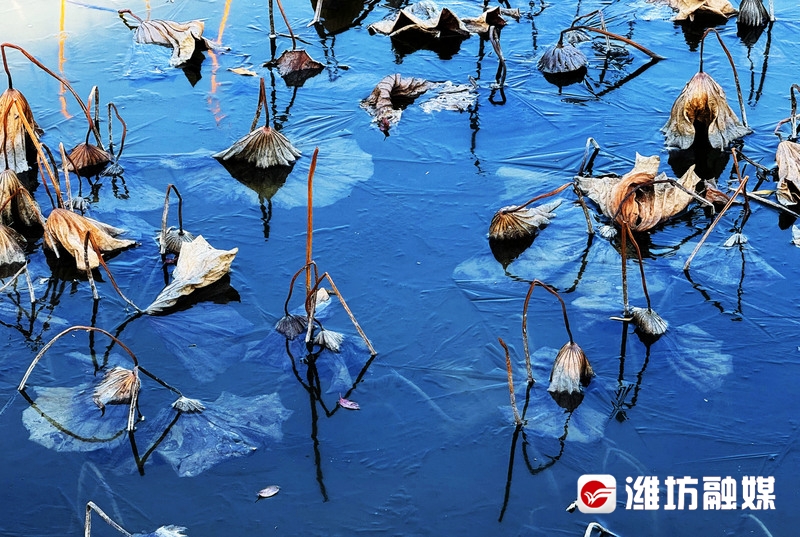 寒水映残荷,冷风摇残枝,冰冷的水面被雕琢成了一处别样的风景,像水墨