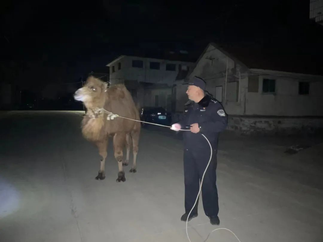泰安：骆驼深夜漫步街头 民警化身“牧驼人”