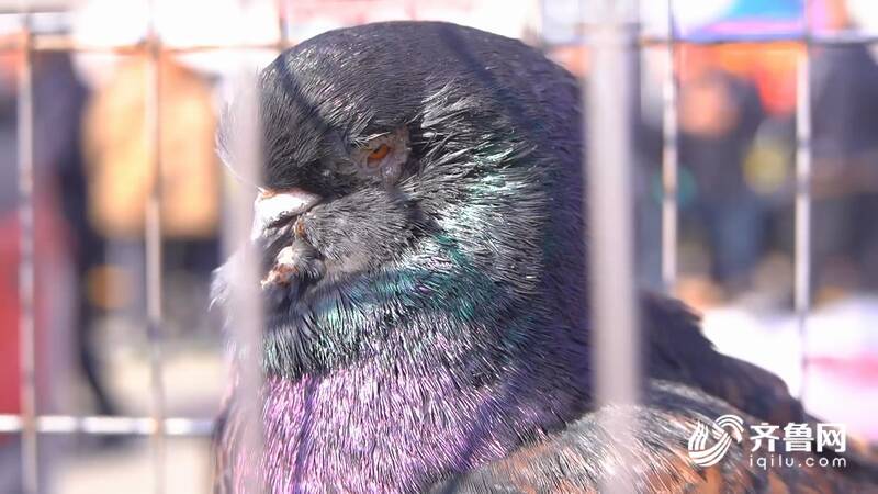 摩登鸽白毛领鸽马甲凤尾鸽平原恩城鸽子会开幕鸽子文化传承不息