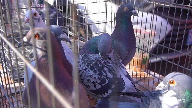 摩登鸽白毛领鸽马甲凤尾鸽平原恩城鸽子会开幕鸽子文化传承不息