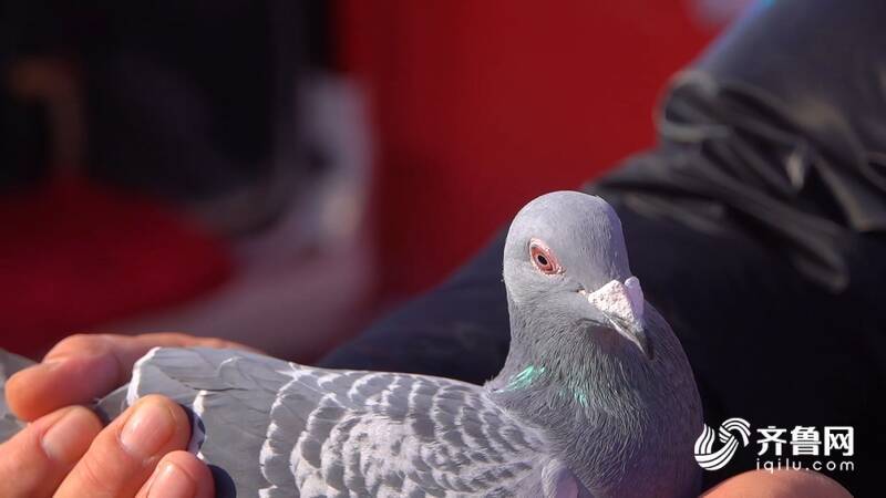 摩登鸽白毛领鸽马甲凤尾鸽平原恩城鸽子会开幕鸽子文化传承不息
