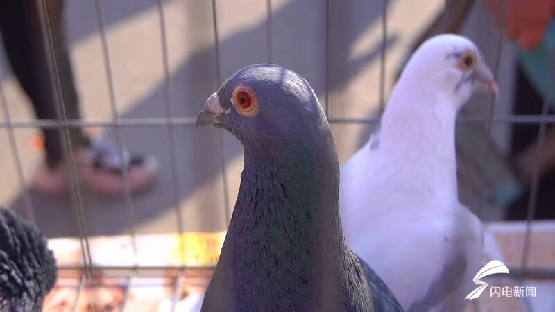 摩登鸽白毛领鸽马甲凤尾鸽平原恩城鸽子会开幕鸽子文化传承不息
