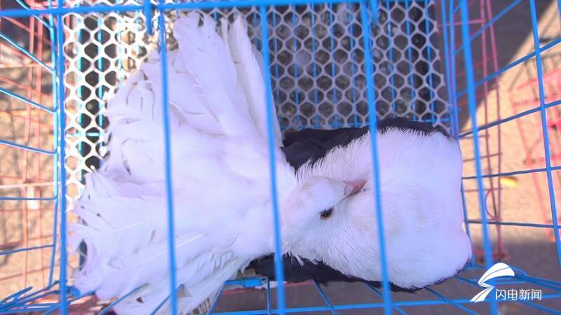 摩登鸽白毛领鸽马甲凤尾鸽平原恩城鸽子会开幕鸽子文化传承不息