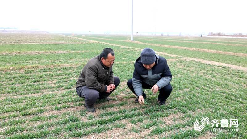 雷火电竞德州陵城：小麦春管因地制宜 多环节强化技术支撑(图1)