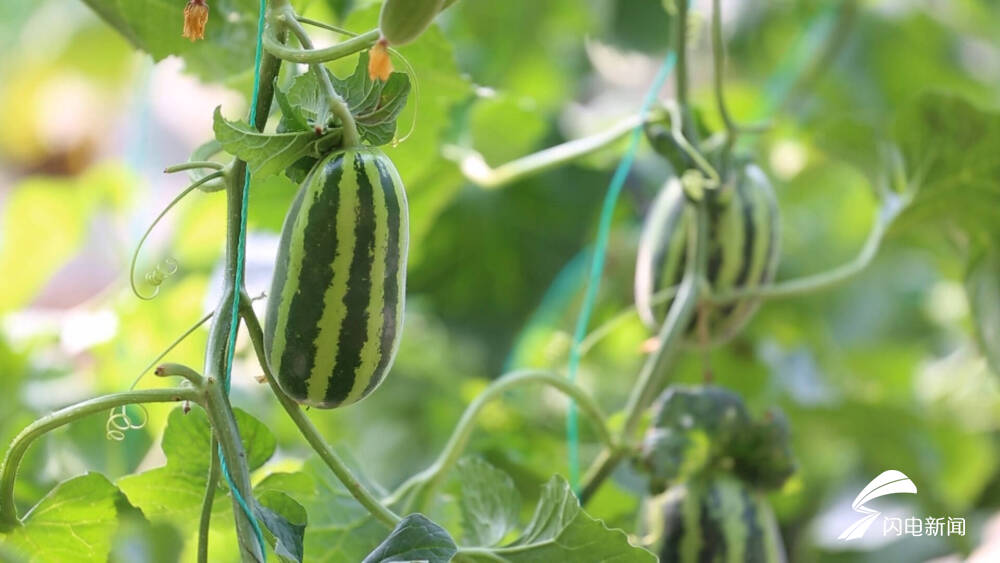 泰安市岱岳区早春瓜果抢鲜上市