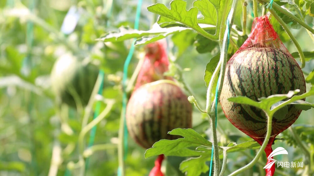 泰安市岱岳区早春瓜果抢鲜上市