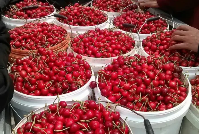 High-tech greenhouses lead to bountiful cherry harvest in Yantai