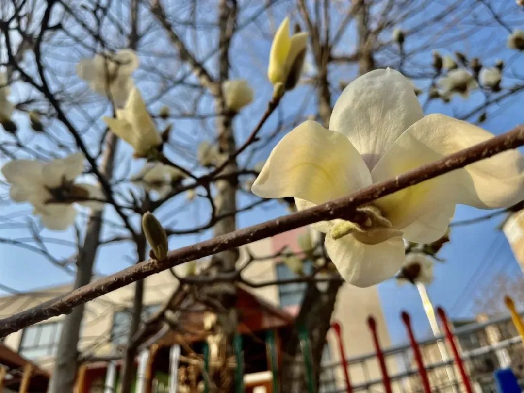 绽放出最灿烂的模样(山东省济钢高级中学)(山东省济南第三中学)