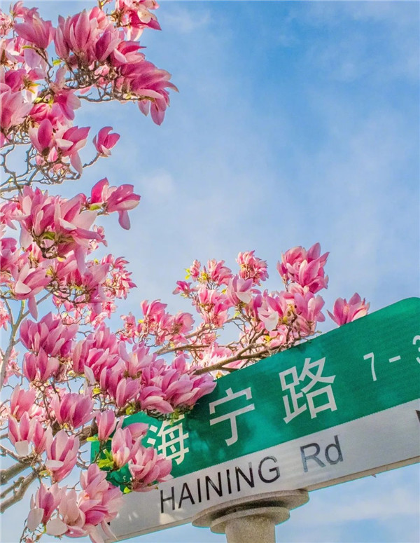 Beautiful Shandong: Photos capture spring scenes in Qingdao