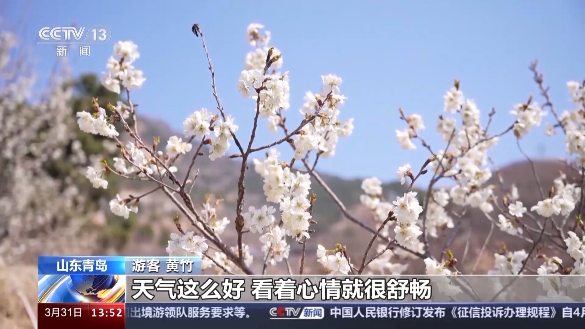 央媒看山东丨央视《新闻直播间》聚焦青岛：万亩樱桃花绽放，生态“颜值”变经济“产值”