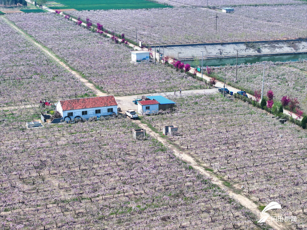 桃源仙境出彩店头临沭县店头镇第六届桃花文化旅游节开幕