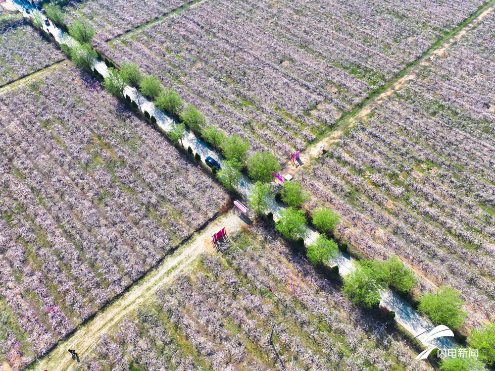 桃源仙境出彩店头临沭县店头镇第六届桃花文化旅游节开幕